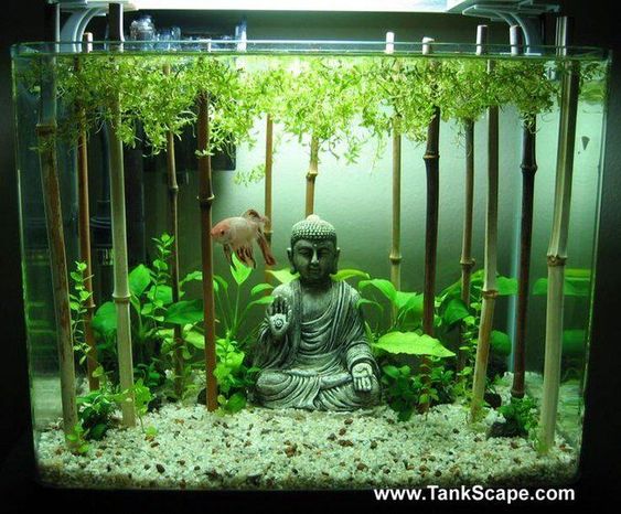 Buddha fish tank