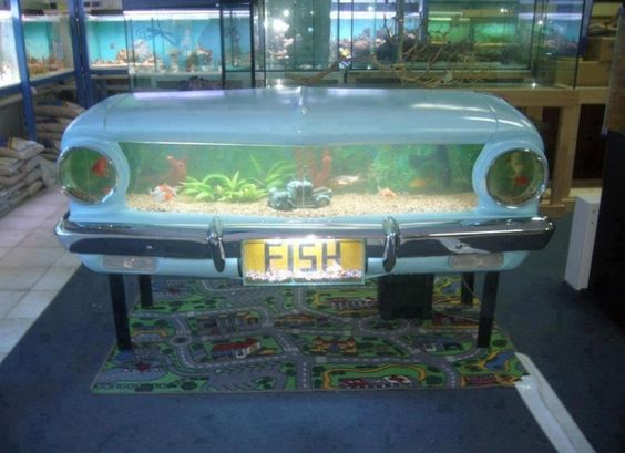 Fish tank in a car