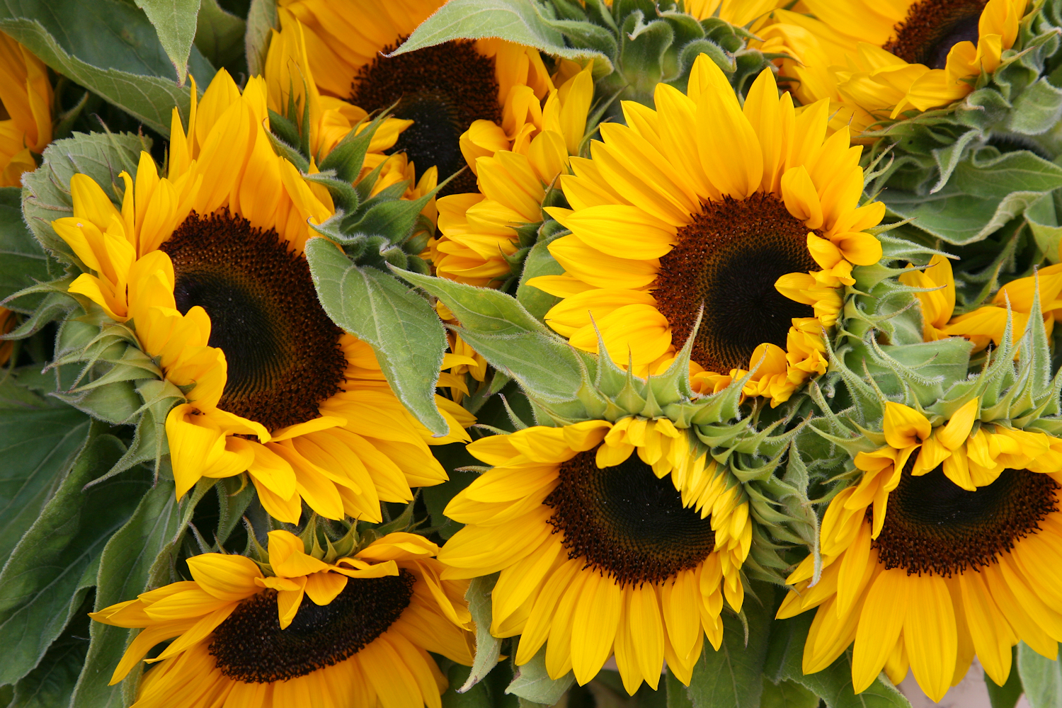 No cutting garden is complete without Sunflowers